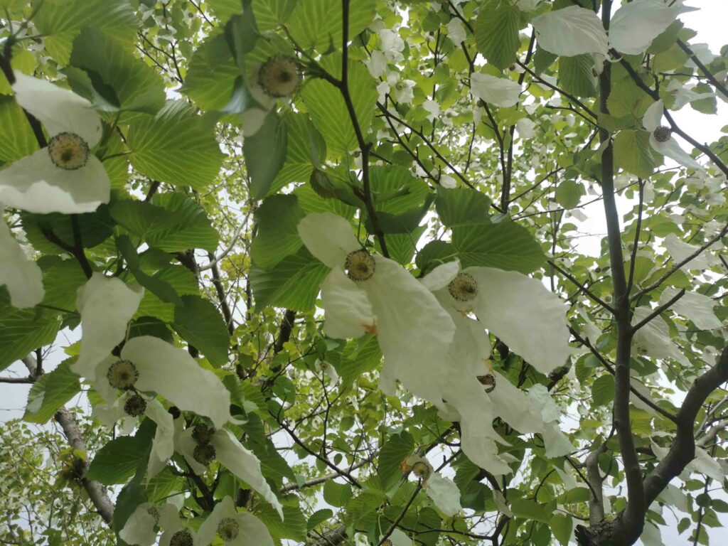 The Handkerchief Tree of Postman's Park 1 Handkerchief Tree