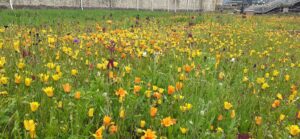 Orange flowers