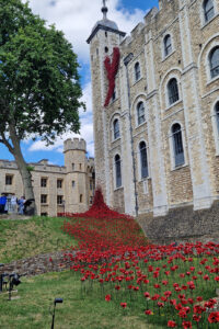 Poppies 2