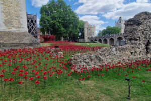 Poppies 3