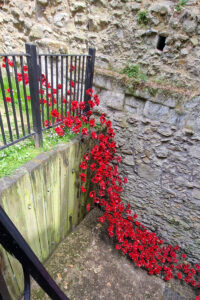 Poppies 4